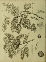 Picture 96 of 123 from The universal herbal; or, botanical, medical, and agricultural dictionary / [Thomas Green]. (1828), leaf 180