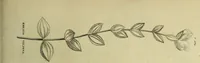 Picture 97 of 123 from The universal herbal; or, botanical, medical, and agricultural dictionary / [Thomas Green]. (1828), leaf 181