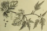 An illustration from The universal herbal; or, botanical, medical, and agricultural dictionary / [Thomas Green]. (1828)
