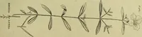 An illustration from The universal herbal; or, botanical, medical, and agricultural dictionary / [Thomas Green]. (1828)