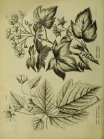 An illustration from The universal herbal; or, botanical, medical, and agricultural dictionary / [Thomas Green]. (1828)