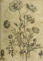 An illustration from The universal herbal; or, botanical, medical, and agricultural dictionary / [Thomas Green]. (1828)