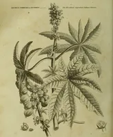 Picture 102 of 123 from The universal herbal; or, botanical, medical, and agricultural dictionary / [Thomas Green]. (1828), leaf 188