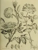 An illustration from The universal herbal; or, botanical, medical, and agricultural dictionary / [Thomas Green]. (1828)