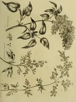 An illustration from The universal herbal; or, botanical, medical, and agricultural dictionary / [Thomas Green]. (1828)
