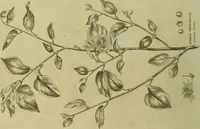 An illustration from The universal herbal; or, botanical, medical, and agricultural dictionary / [Thomas Green]. (1828)