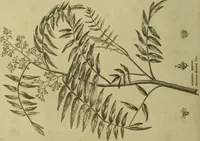 Picture 107 of 123 from The universal herbal; or, botanical, medical, and agricultural dictionary / [Thomas Green]. (1828), leaf 196