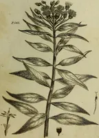 Picture 109 of 123 from The universal herbal; or, botanical, medical, and agricultural dictionary / [Thomas Green]. (1828), leaf 197