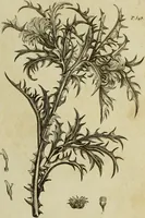 An illustration from The universal herbal; or, botanical, medical, and agricultural dictionary / [Thomas Green]. (1828)
