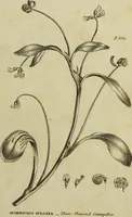 Picture 111 of 123 from The universal herbal; or, botanical, medical, and agricultural dictionary / [Thomas Green]. (1828), leaf 197