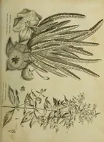 An illustration from The universal herbal; or, botanical, medical, and agricultural dictionary / [Thomas Green]. (1828)