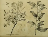 An illustration from The universal herbal; or, botanical, medical, and agricultural dictionary / [Thomas Green]. (1828)