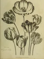 Picture 114 of 123 from The universal herbal; or, botanical, medical, and agricultural dictionary / [Thomas Green]. (1828), leaf 205