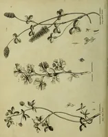 An illustration from The universal herbal; or, botanical, medical, and agricultural dictionary / [Thomas Green]. (1828)