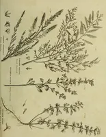 Picture 116 of 123 from The universal herbal; or, botanical, medical, and agricultural dictionary / [Thomas Green]. (1828), leaf 209