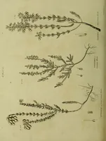 Picture 117 of 123 from The universal herbal; or, botanical, medical, and agricultural dictionary / [Thomas Green]. (1828), leaf 212