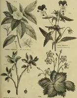 An illustration from The universal herbal; or, botanical, medical, and agricultural dictionary / [Thomas Green]. (1828)