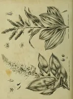 Picture 119 of 123 from The universal herbal; or, botanical, medical, and agricultural dictionary / [Thomas Green]. (1828), leaf 216