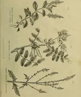 Picture 120 of 123 from The universal herbal; or, botanical, medical, and agricultural dictionary / [Thomas Green]. (1828), leaf 217