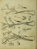 An illustration from The universal herbal; or, botanical, medical, and agricultural dictionary / [Thomas Green]. (1828)