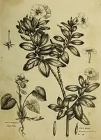 Picture 122 of 123 from The universal herbal; or, botanical, medical, and agricultural dictionary / [Thomas Green]. (1828), leaf 221