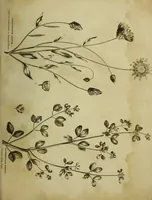 An illustration from The universal herbal; or, botanical, medical, and agricultural dictionary / [Thomas Green]. (1828)