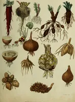 Picture 9 of 123 from The universal herbal; or, botanical, medical, and agricultural dictionary / [Thomas Green]. (1828), leaf 25