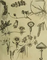 Picture 10 of 123 from The universal herbal; or, botanical, medical, and agricultural dictionary / [Thomas Green]. (1828), leaf 27