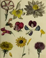 Picture 11 of 123 from The universal herbal; or, botanical, medical, and agricultural dictionary / [Thomas Green]. (1828), leaf 29
