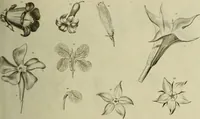 An illustration from The universal herbal; or, botanical, medical, and agricultural dictionary / [Thomas Green]. (1828)