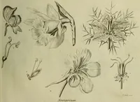 Picture 13 of 123 from The universal herbal; or, botanical, medical, and agricultural dictionary / [Thomas Green]. (1828), leaf 31