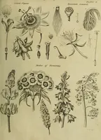 An illustration from The universal herbal; or, botanical, medical, and agricultural dictionary / [Thomas Green]. (1828)