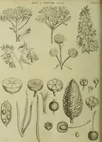 An illustration from The universal herbal; or, botanical, medical, and agricultural dictionary / [Thomas Green]. (1828)