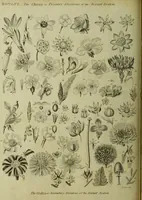 Picture 16 of 123 from The universal herbal; or, botanical, medical, and agricultural dictionary / [Thomas Green]. (1828), leaf 38