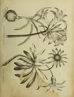 Picture 17 of 123 from The universal herbal; or, botanical, medical, and agricultural dictionary / [Thomas Green]. (1828), leaf 41