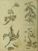 An illustration from The universal herbal; or, botanical, medical, and agricultural dictionary / [Thomas Green]. (1828)