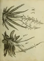 An illustration from The universal herbal; or, botanical, medical, and agricultural dictionary / [Thomas Green]. (1828)