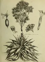Picture 20 of 123 from The universal herbal; or, botanical, medical, and agricultural dictionary / [Thomas Green]. (1828), leaf 47