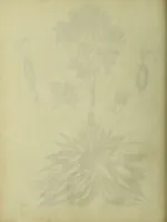 Picture 21 of 123 from The universal herbal; or, botanical, medical, and agricultural dictionary / [Thomas Green]. (1828), leaf 48