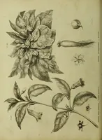 Picture 22 of 123 from The universal herbal; or, botanical, medical, and agricultural dictionary / [Thomas Green]. (1828), leaf 50