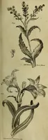 Picture 23 of 123 from The universal herbal; or, botanical, medical, and agricultural dictionary / [Thomas Green]. (1828), leaf 51
