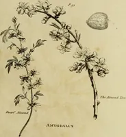 Picture 24 of 123 from The universal herbal; or, botanical, medical, and agricultural dictionary / [Thomas Green]. (1828), leaf 51