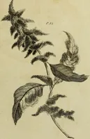 An illustration from The universal herbal; or, botanical, medical, and agricultural dictionary / [Thomas Green]. (1828)
