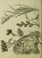 An illustration from The universal herbal; or, botanical, medical, and agricultural dictionary / [Thomas Green]. (1828)