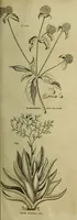 An illustration from The universal herbal; or, botanical, medical, and agricultural dictionary / [Thomas Green]. (1828)