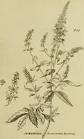 Picture 28 of 123 from The universal herbal; or, botanical, medical, and agricultural dictionary / [Thomas Green]. (1828), leaf 55