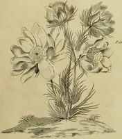 An illustration from The universal herbal; or, botanical, medical, and agricultural dictionary / [Thomas Green]. (1828)