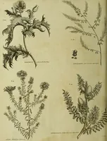 Picture 30 of 123 from The universal herbal; or, botanical, medical, and agricultural dictionary / [Thomas Green]. (1828), leaf 58