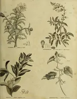 An illustration from The universal herbal; or, botanical, medical, and agricultural dictionary / [Thomas Green]. (1828)