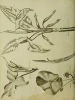 An illustration from The universal herbal; or, botanical, medical, and agricultural dictionary / [Thomas Green]. (1828)